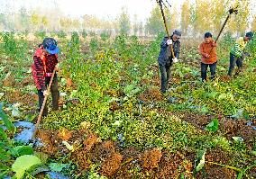 Agriculture Under Cold Wave