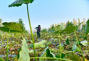 Agriculture Under Cold Wave