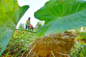 Agriculture Under Cold Wave