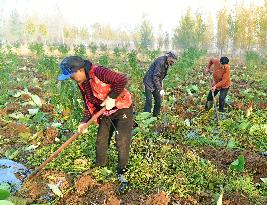Agriculture Under Cold Wave