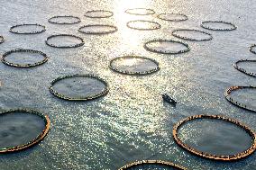 Large Yellow Croaker Aquaculture Base