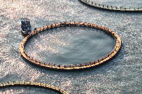 Large Yellow Croaker Aquaculture Base