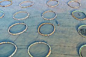 Large Yellow Croaker Aquaculture Base