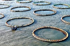 Large Yellow Croaker Aquaculture Base