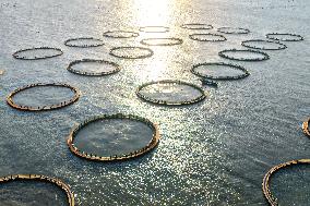 Large Yellow Croaker Aquaculture Base