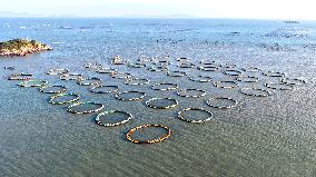 Large Yellow Croaker Aquaculture Base