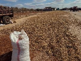 Peanut Seller Returns To Ariha - Syria
