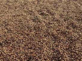 Peanut Seller Returns To Ariha - Syria