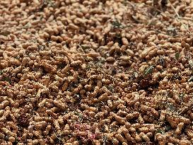 Peanut Seller Returns To Ariha - Syria