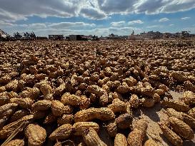 Peanut Seller Returns To Ariha - Syria