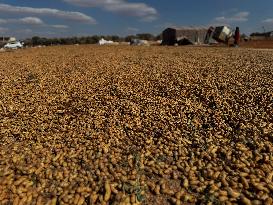 Peanut Seller Returns To Ariha - Syria