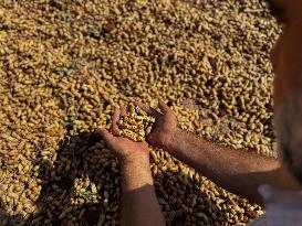 Peanut Seller Returns To Ariha - Syria