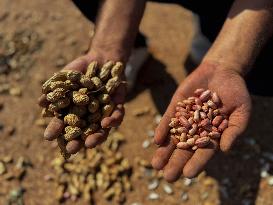 Peanut Seller Returns To Ariha - Syria