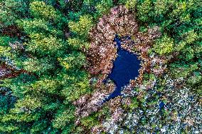 Illustration - Fontainebleau