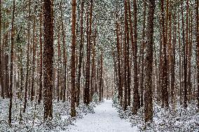 Illustration - Fontainebleau