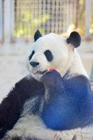 Giant panda Menglan