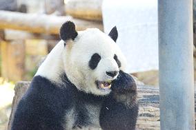 Giant panda Menglan