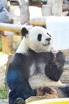 Giant panda Menglan