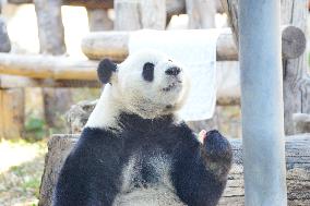 Giant panda Menglan