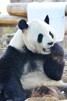 Giant panda Menglan