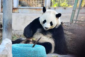 Giant panda Menglan