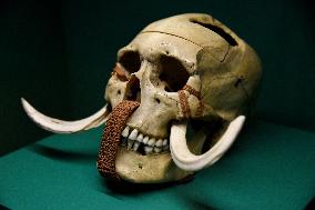 Mummies at the Museum of Mankind - Paris