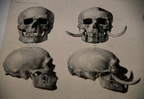 Mummies at the Museum of Mankind - Paris