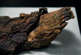 Mummies at the Museum of Mankind - Paris