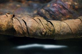 Mummies at the Museum of Mankind - Paris