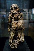 Mummies at the Museum of Mankind - Paris