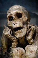 Mummies at the Museum of Mankind - Paris