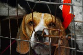 Hunting in Normandy in The Forest of Écouves - France