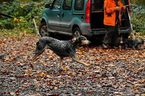 Hunting in Normandy in The Forest of Écouves - France