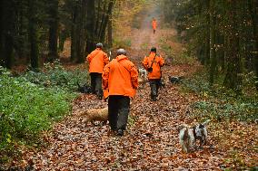 Hunting in Normandy in The Forest of Écouves - France