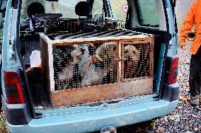 Hunting in Normandy in The Forest of Écouves - France