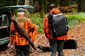Hunting in Normandy in The Forest of Écouves - France