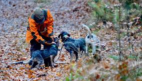 Hunting in Normandy in The Forest of Écouves - France
