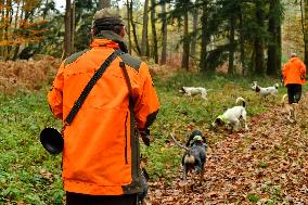 Hunting in Normandy in The Forest of Écouves - France