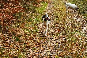 Hunting in Normandy in The Forest of Écouves - France