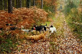 Hunting in Normandy in The Forest of Écouves - France