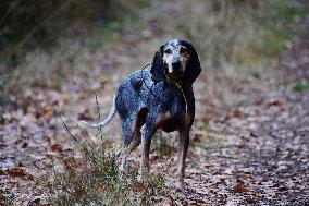 Hunting in Normandy in The Forest of Écouves - France