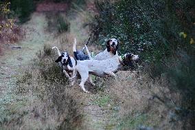 Hunting in Normandy in The Forest of Écouves - France
