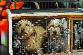 Hunting in Normandy in The Forest of Écouves - France