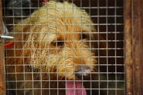 Hunting in Normandy in The Forest of Écouves - France