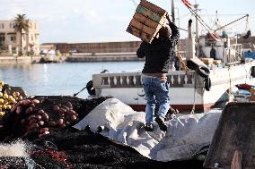 Fishing Sector Development in Algeria - Algeria