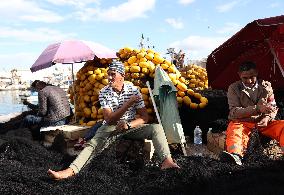 Fishing Sector Development in Algeria - Algeria