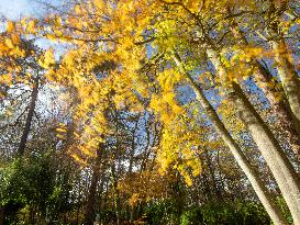 Autumn Colors in Caorches Saint Nicolas - France