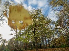 Autumn Colors in Caorches Saint Nicolas - France