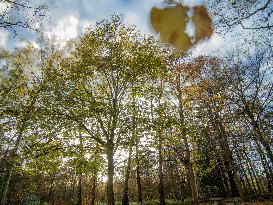 Autumn Colors in Caorches Saint Nicolas - France