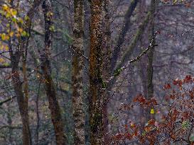 Autumn Colors in Caorches Saint Nicolas - France